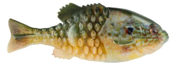 HD Pumpkinseed