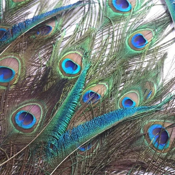 Peacock Eyed Sticks