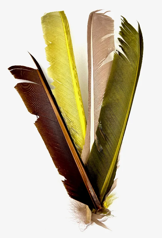 Turkey Biot Quills